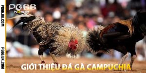 Giới Thiệu Đá Gà Campuchia Tại PG66